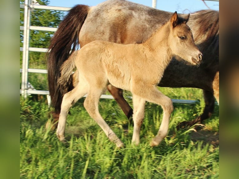 IJslander Hengst Veulen (04/2026) Roan-Blue in Saarland