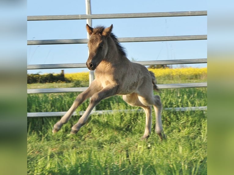IJslander Hengst Veulen (04/2026) Roan-Blue in Saarland