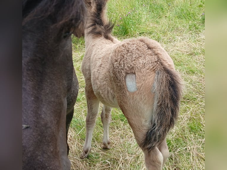 IJslander Hengst Veulen (04/2026) Roan-Blue in Saarland