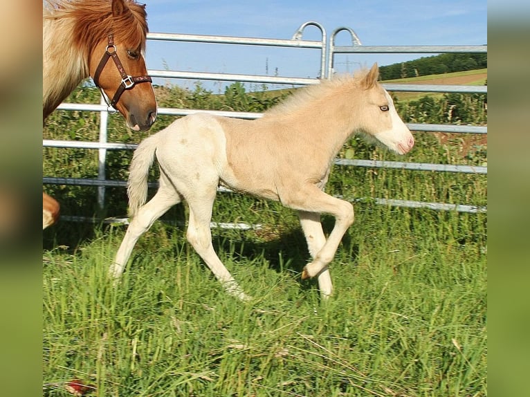IJslander Hengst Veulen (05/2026) Wit in Saarland