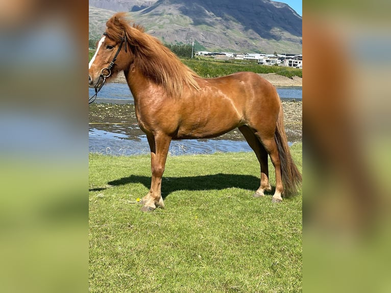 IJslander Merrie 10 Jaar 129 cm Vos in Attendorn