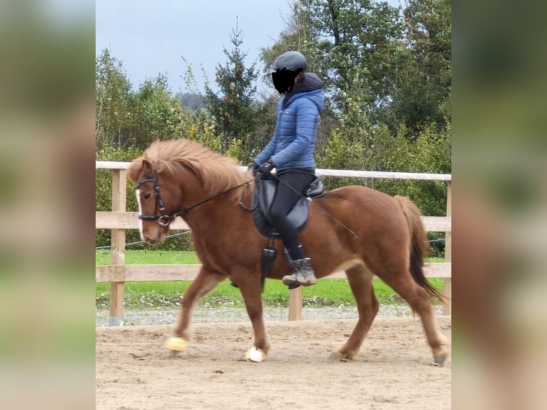 IJslander Merrie 10 Jaar 129 cm Vos in AttendornAttendorn