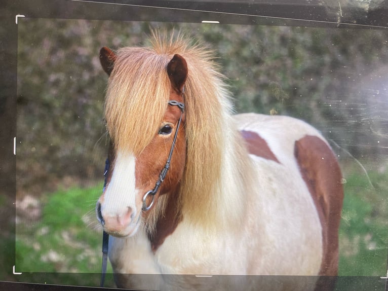 IJslander Merrie 10 Jaar 134 cm Gevlekt-paard in Heckenhof
