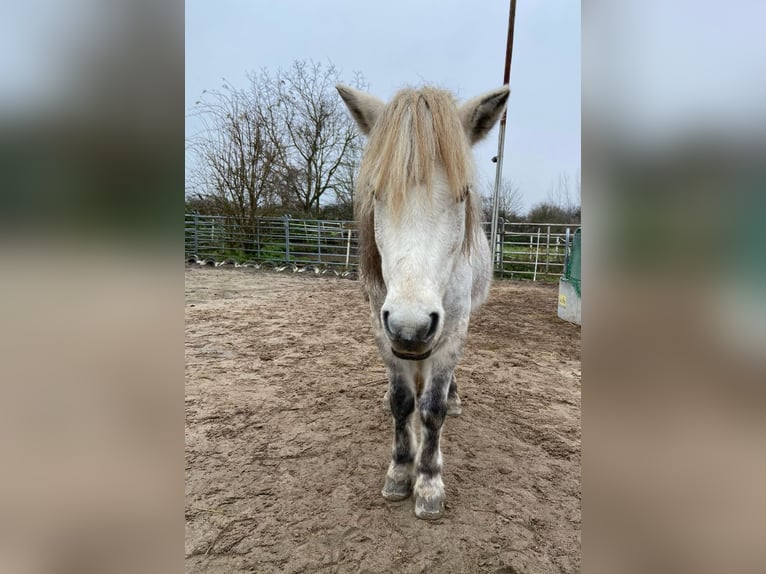 IJslander Merrie 10 Jaar 135 cm Appelschimmel in Dettenheim
