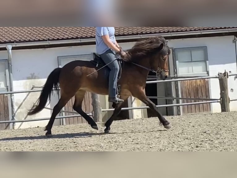 IJslander Merrie 10 Jaar 136 cm Bruin in Stein an der Traun