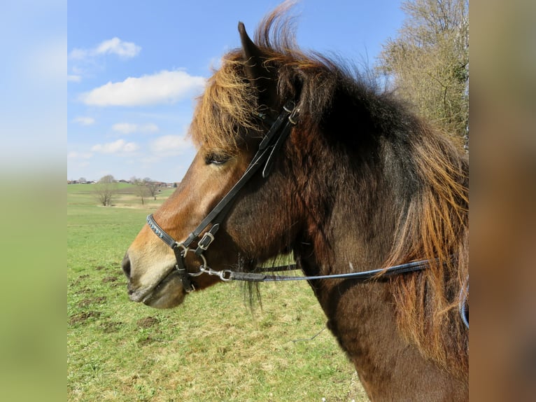IJslander Merrie 10 Jaar 136 cm Bruin in Stein an der Traun