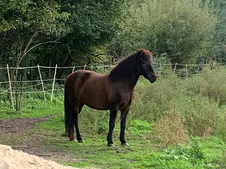 IJslander Merrie 10 Jaar 136 cm Bruin in Kirchlinteln