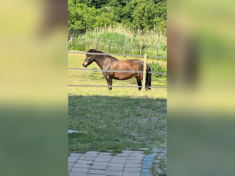 IJslander Merrie 10 Jaar 136 cm Bruin in Kirchlinteln