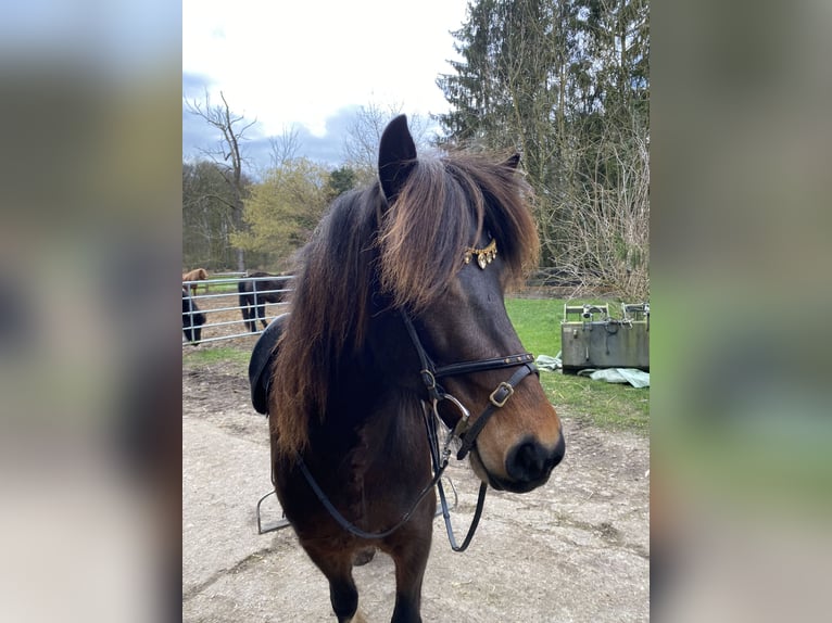 IJslander Merrie 10 Jaar 137 cm Gevlekt-paard in Münster