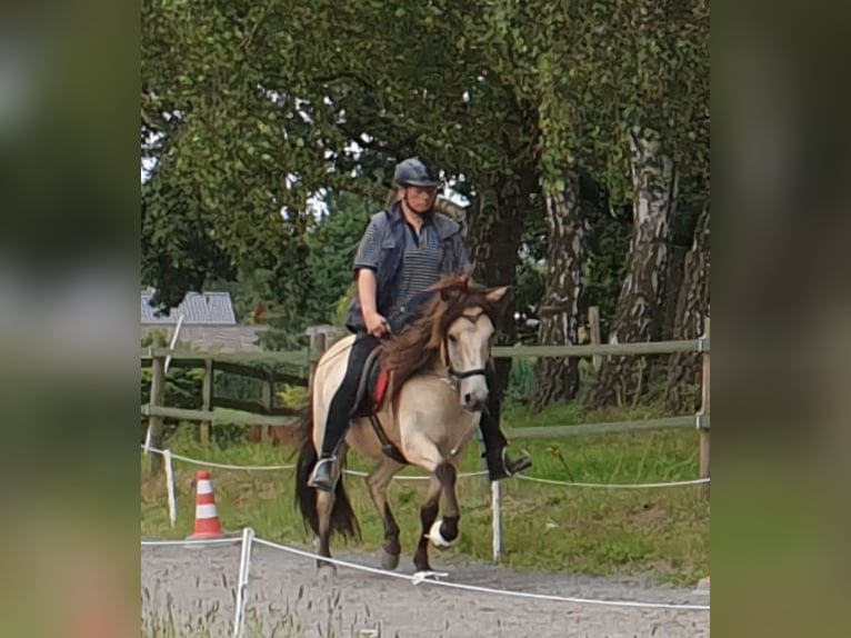 IJslander Merrie 10 Jaar 138 cm Buckskin in Appen