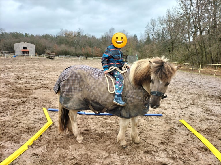 IJslander Merrie 10 Jaar 138 cm Falbe in Burgthann