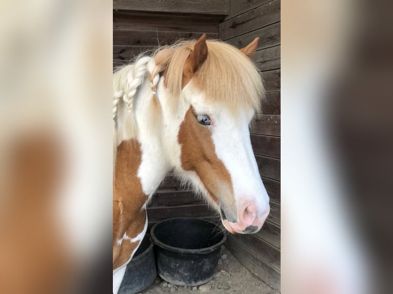 IJslander Merrie 10 Jaar 138 cm Gevlekt-paard in Rühen