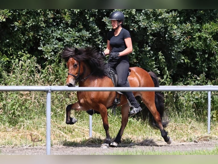 IJslander Merrie 10 Jaar 138 cm Roodbruin in Schechen