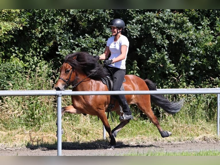 IJslander Merrie 10 Jaar 138 cm Roodbruin in Schechen