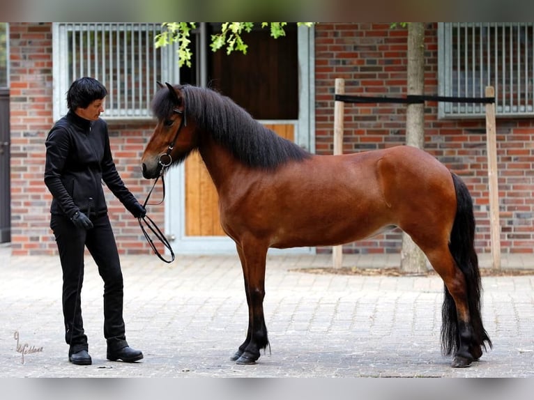 IJslander Merrie 10 Jaar 138 cm Roodbruin in Schechen