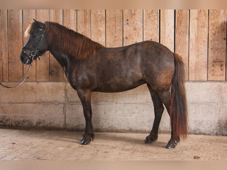 IJslander Merrie 10 Jaar 138 cm Zwart in Pfalzgrafenweiler