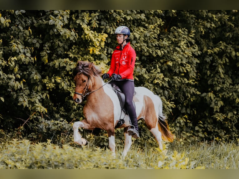 IJslander Merrie 10 Jaar 140 cm Gevlekt-paard in Taufkirchen an der Trattnach