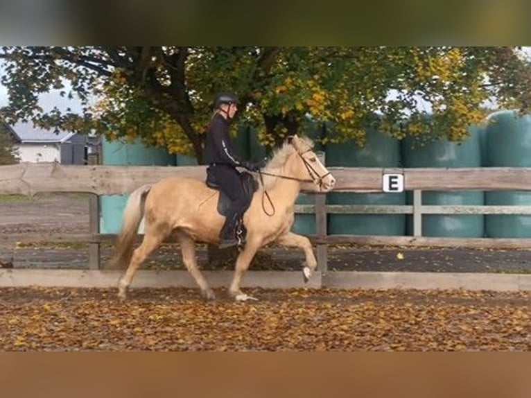 IJslander Merrie 10 Jaar 140 cm Palomino in Schneverdingen