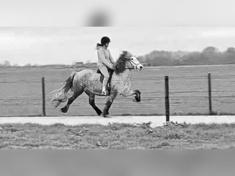IJslander Merrie 10 Jaar 140 cm Schimmel in Weesp