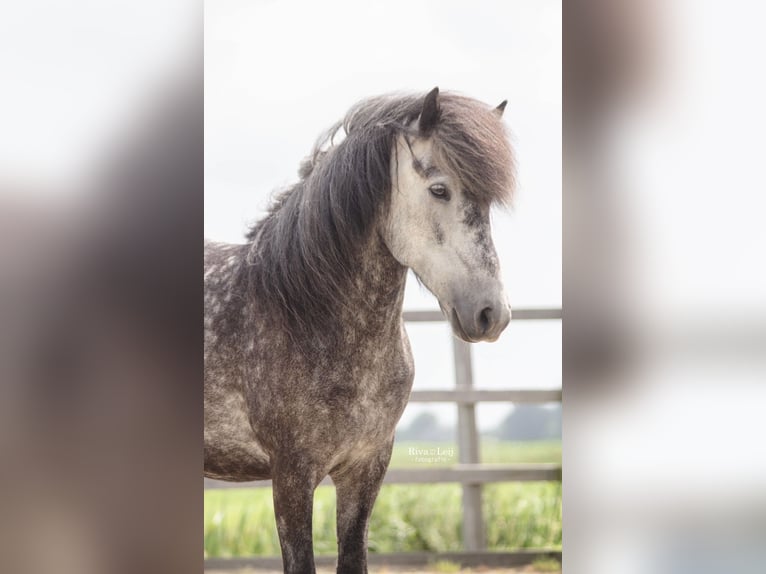 IJslander Merrie 10 Jaar 140 cm Schimmel in Weesp