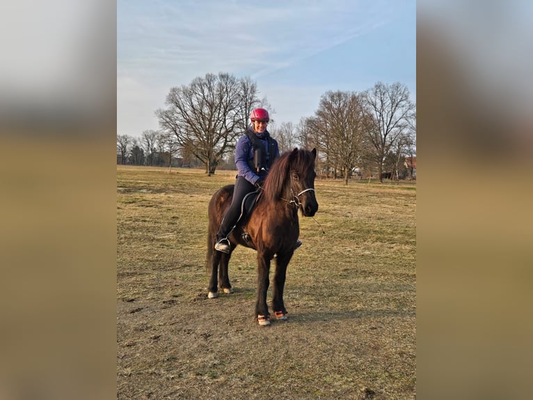 IJslander Merrie 10 Jaar 140 cm Zwart in Teltow