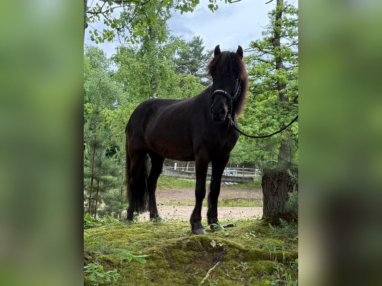 IJslander Merrie 10 Jaar 140 cm Zwart in Windhagen