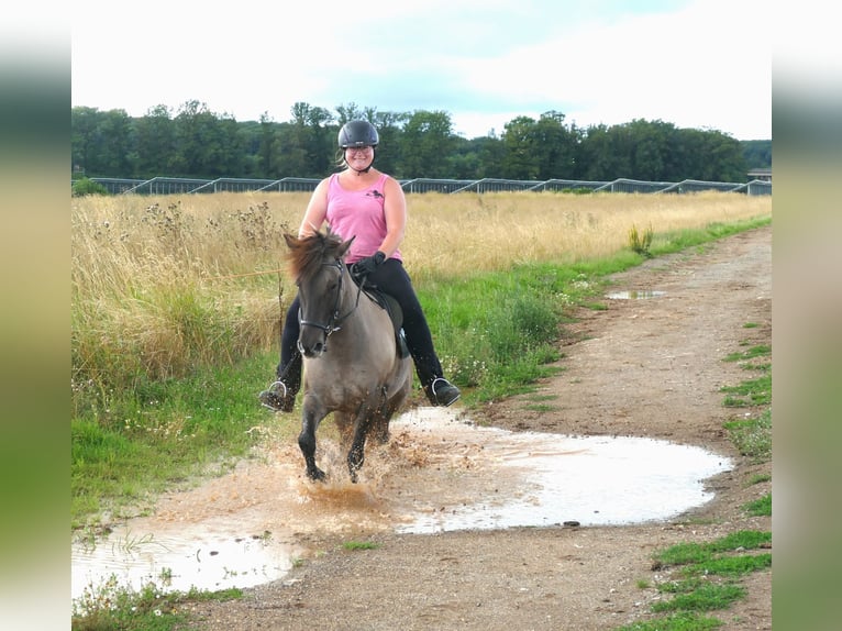 IJslander Merrie 10 Jaar 142 cm Falbe in Euskirchen