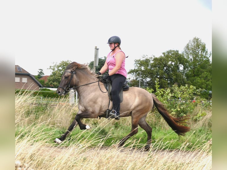 IJslander Merrie 10 Jaar 142 cm Falbe in Euskirchen