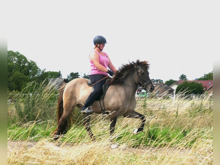 IJslander Merrie 10 Jaar 142 cm Falbe in Euskirchen