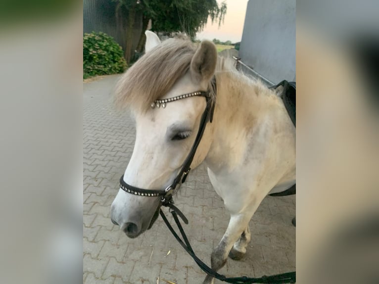 IJslander Merrie 10 Jaar 143 cm Schimmel in Bietigheim