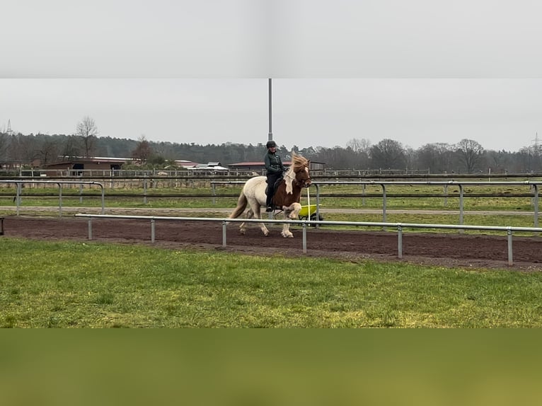 IJslander Merrie 10 Jaar 144 cm Gevlekt-paard in Soltau