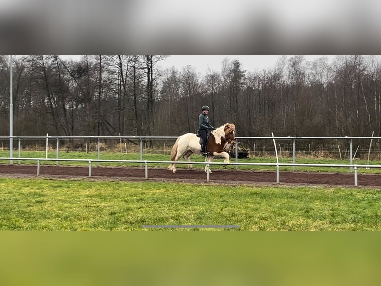 IJslander Merrie 10 Jaar 144 cm Gevlekt-paard in Soltau