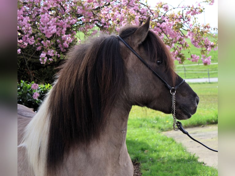 IJslander Merrie 10 Jaar 144 cm Gevlekt-paard in Friesenhagen