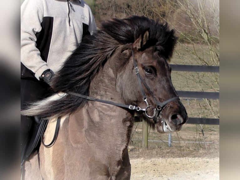 IJslander Merrie 10 Jaar 144 cm Gevlekt-paard in Friesenhagen