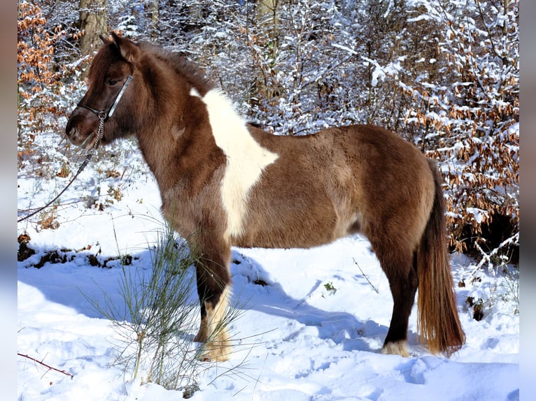 IJslander Merrie 10 Jaar 144 cm Gevlekt-paard in Friesenhagen