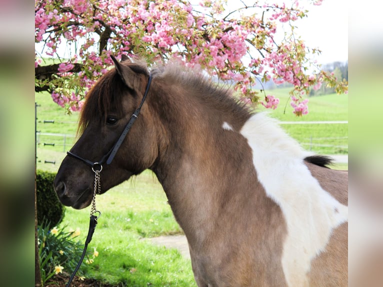 IJslander Merrie 10 Jaar 144 cm Gevlekt-paard in Friesenhagen