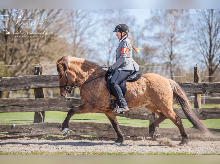 IJslander Merrie 10 Jaar 144 cm Lichtbruin in Seedorf