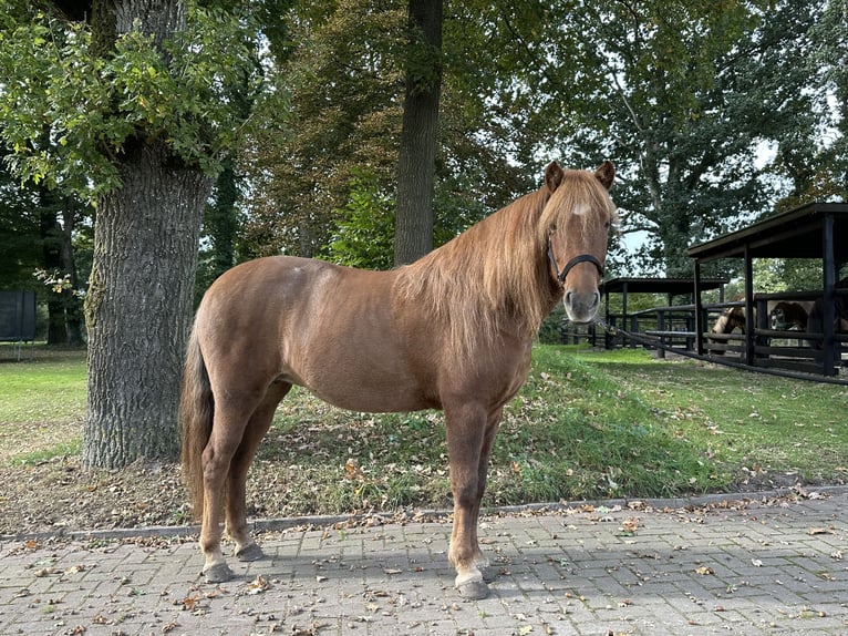 IJslander Merrie 10 Jaar 144 cm Vos in Wingst