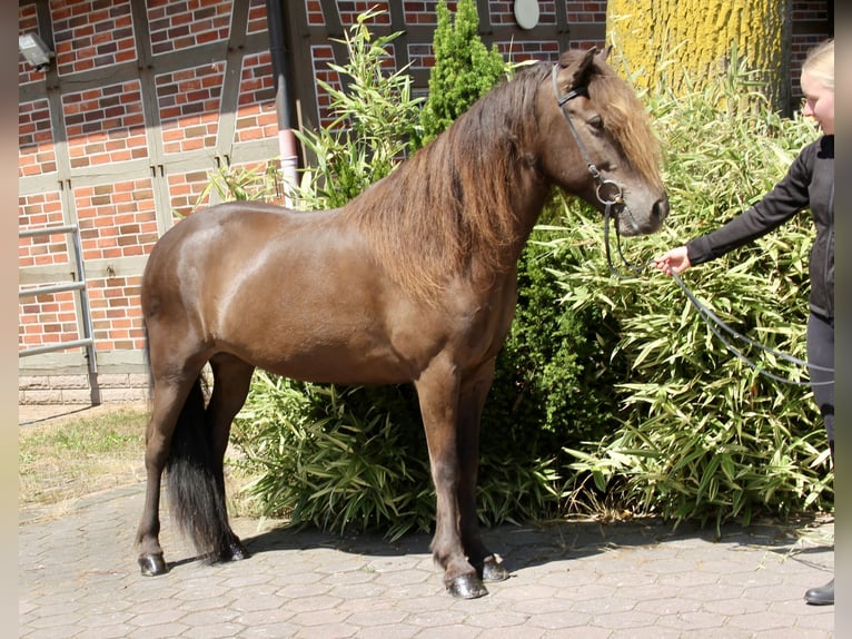 IJslander Merrie 10 Jaar 144 cm Zwart in Soltau
