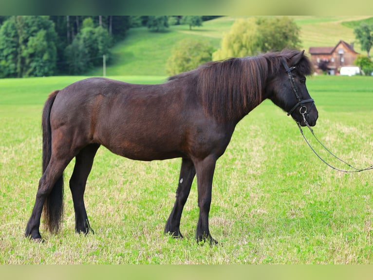 IJslander Merrie 10 Jaar 146 cm Zwart in W&#xE4;denswil