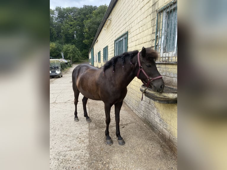 IJslander Merrie 10 Jaar 150 cm Bruin in Bad Honnef