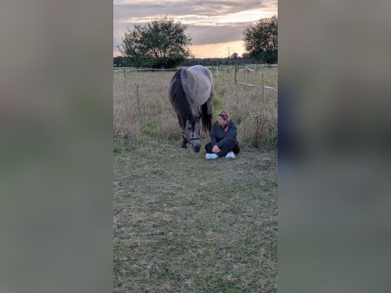 IJslander Mix Merrie 10 Jaar 151 cm Buckskin in Malsch