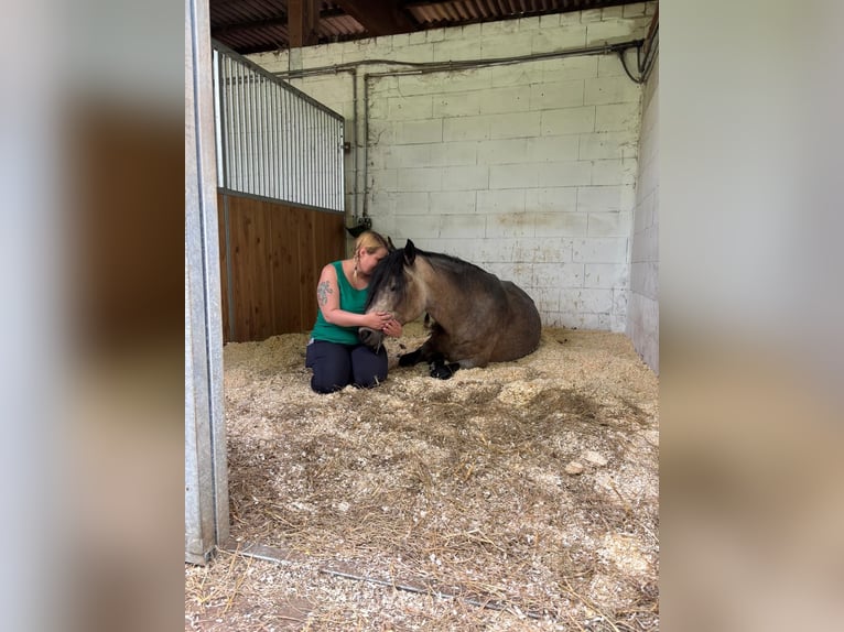 IJslander Mix Merrie 10 Jaar 151 cm Buckskin in Malsch