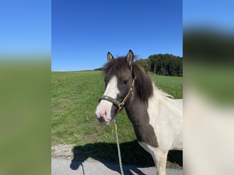 IJslander Merrie 10 Jaar Falbe in Straßwalchen