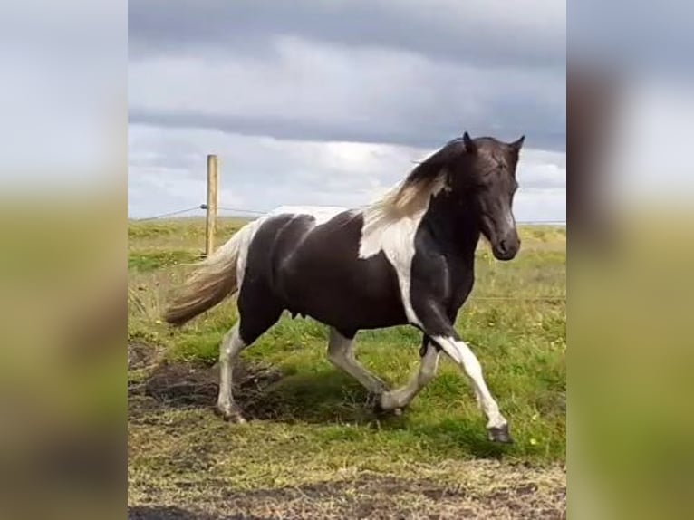 IJslander Merrie 10 Jaar Gevlekt-paard in Ihlienworth