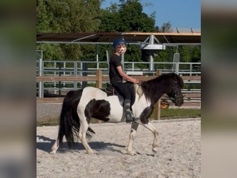 IJslander Merrie 10 Jaar Gevlekt-paard in Neustadt am Rübenberge