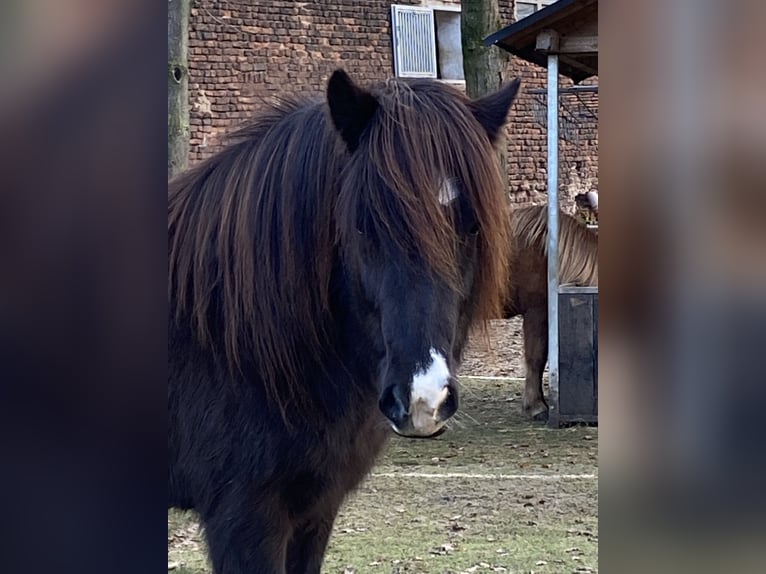 IJslander Merrie 10 Jaar Zwart in Ratingen