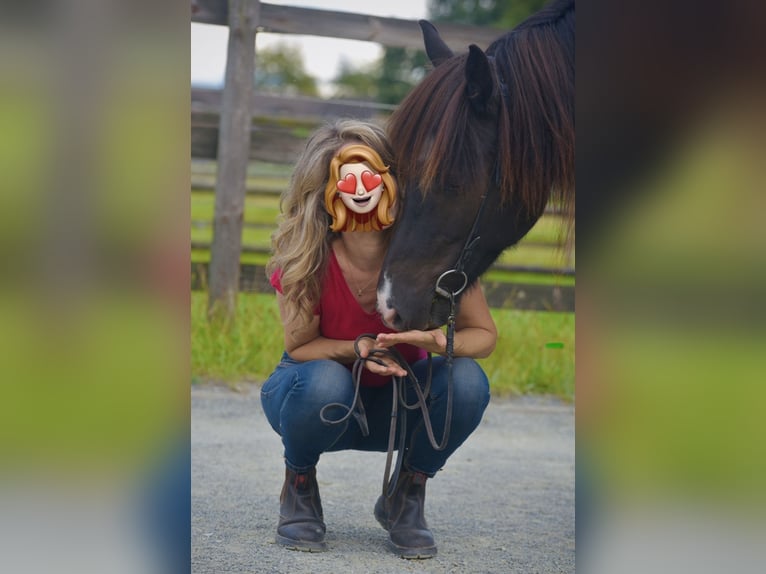 IJslander Merrie 10 Jaar Zwart in Ratingen