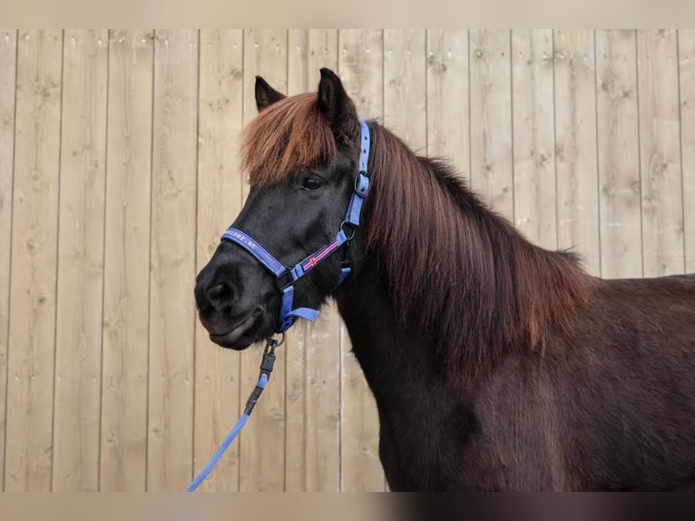 IJslander Merrie 10 Jaar Zwartbruin in Straßwalchen