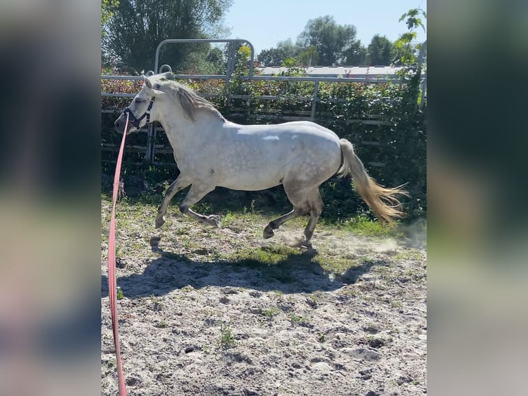 IJslander Merrie 11 Jaar 135 cm Appelschimmel in Dettenheim